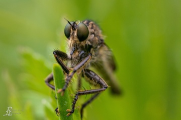 RHO_0007_Sonstige_Insekten_4367