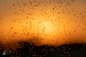 RHO_0009_Sonstige_Insekten_4630