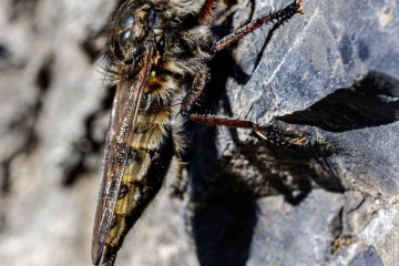 RHO_0010_Sonstige_Insekten_9116