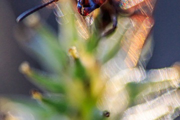 RHO_0011_Sonstige_Insekten_6188