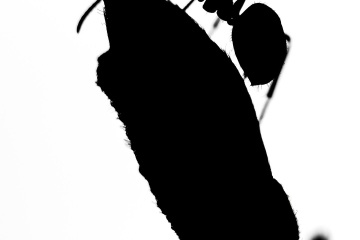 RHO_0012_Sonstige_Insekten_6448
