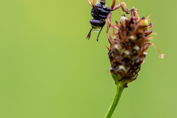 RHO_0013_Sonstige_Insekten_4020