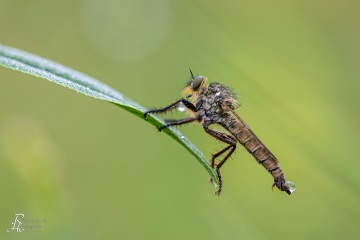 RHO_0014_Sonstige_Insekten_4071