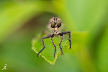 RHO_0015_Sonstige_Insekten_4135