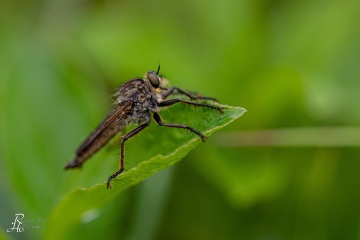 RHO_0016_Sonstige_Insekten_4152