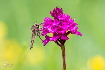 RHO_0017_Sonstige_Insekten_4256