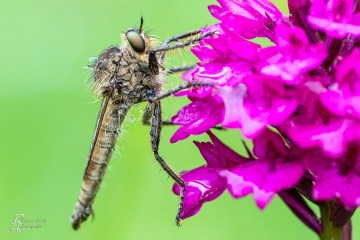 RHO_0018_Sonstige_Insekten_4270