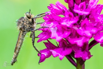 RHO_0019_Sonstige_Insekten_4273