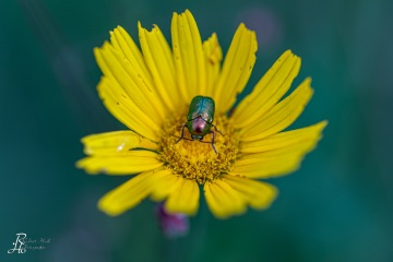 RHO_0020_Sonstige_Insekten_4432