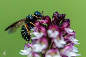 RHO_0021_Sonstige_Insekten_8126