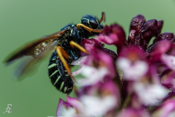 RHO_0022_Sonstige_Insekten_8135