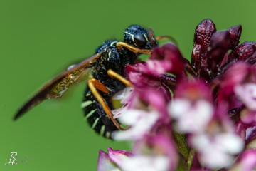 RHO_0023_Sonstige_Insekten_8144