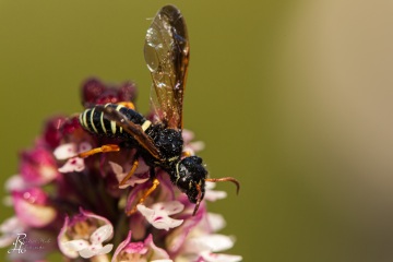RHO_0024_Sonstige_Insekten_8231
