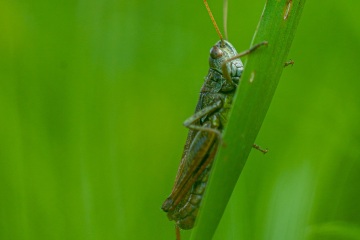 RHO_0025_Sonstige_Insekten_5065