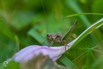 RHO_0026_Sonstige_Insekten_5082