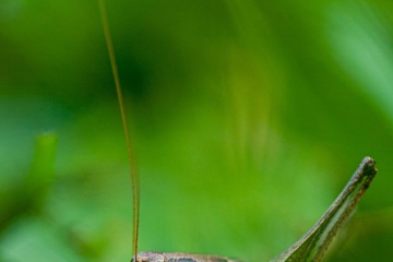 RHO_0027_Sonstige_Insekten_5083