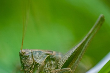 RHO_0028_Sonstige_Insekten_5108