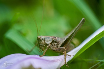 RHO_0029_Sonstige_Insekten_5131