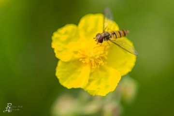 RHO_0030_Sonstige_Insekten_6261