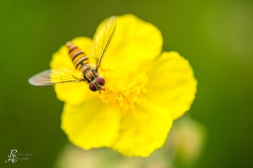 RHO_0031_Sonstige_Insekten_6264