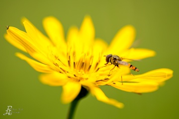 RHO_0032_Sonstige_Insekten_6311