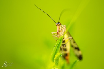 RHO_0033_Sonstige_Insekten_6411