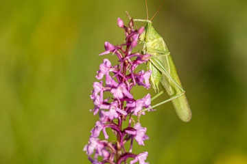 RHO_0034_Sonstige_Insekten_8535