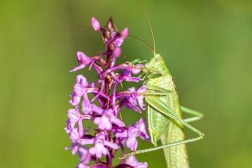 RHO_0035_Sonstige_Insekten_8548