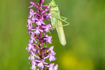 RHO_0036_Sonstige_Insekten_8555