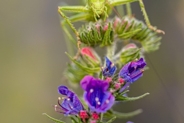 RHO_0037_Sonstige_Insekten_8570