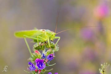 RHO_0038_Sonstige_Insekten_8607