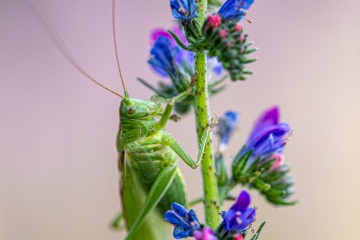 RHO_0039_Sonstige_Insekten_8622