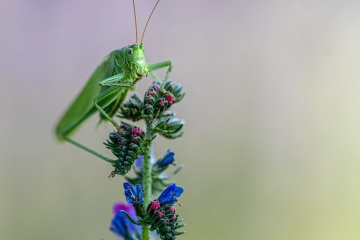 RHO_0040_Sonstige_Insekten_8639