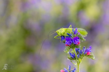 RHO_0041_Sonstige_Insekten_8695