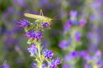 RHO_0042_Sonstige_Insekten_8705