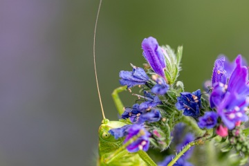 RHO_0043_Sonstige_Insekten_8739