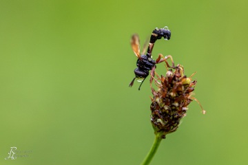 RHO_0044_Sonstige_Insekten_4017