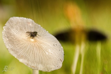 RHO_0045_Sonstige_Insekten_0868