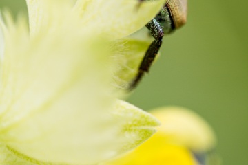 RHO_0046_Sonstige_Insekten_0979