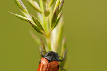 RHO_0047_Sonstige_Insekten_1070