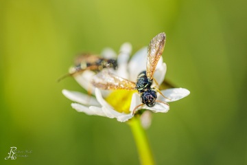 RHO_0048_Sonstige_Insekten_1063