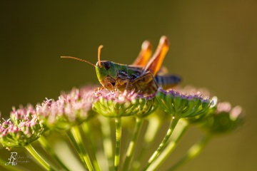 RHO_0049_Sonstige_Insekten_