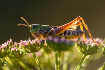 RHO_0050_Sonstige_Insekten_
