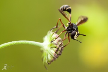 RHO_0051_Sonstige_Insekten_1824