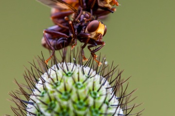 RHO_0052_Sonstige_Insekten_1831