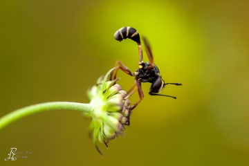 RHO_0053_Sonstige_Insekten_1821