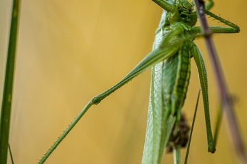 RHO_0054_Sonstige_Insekten_1851