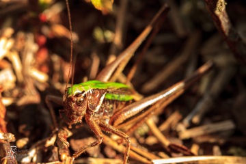 RHO_0055_Sonstige_Insekten_9825