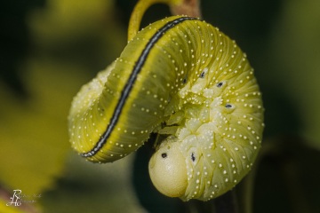 RHO_0056_Sonstige_Insekten_0033