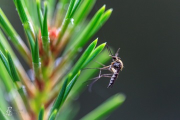RHO_0057_Sonstige_Insekten_0457